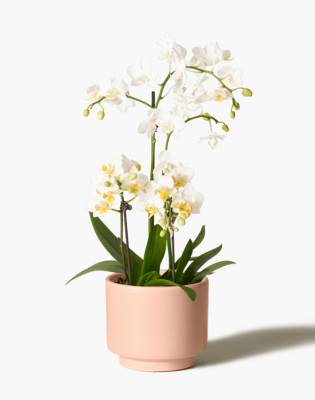The Sill White Orchid Plant In 5 Inch Hyde Earthenware Pot