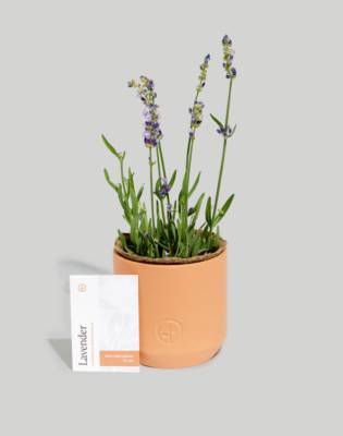 Mw Modern Sprout&reg; Live Well Lavender Tiny Terracotta Grow Kit